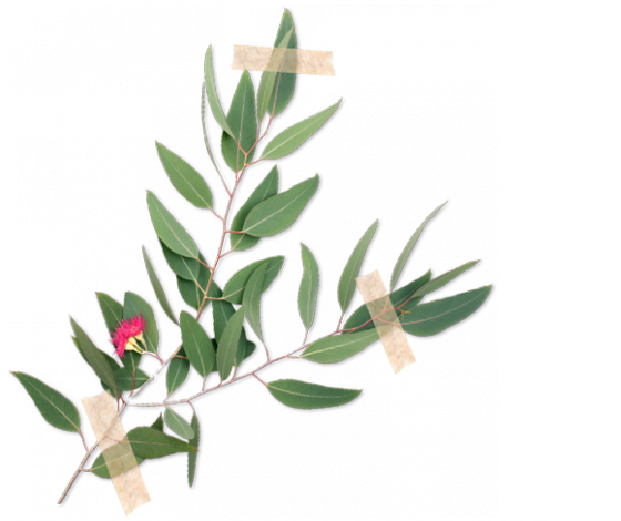Eukalyptus