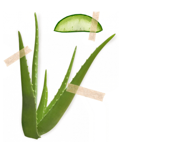 Aloe vera