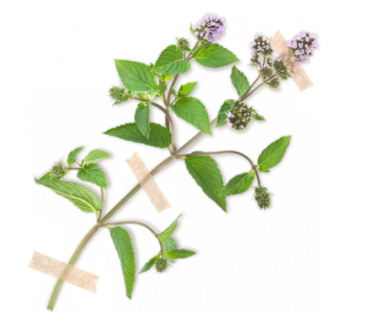 Medovka