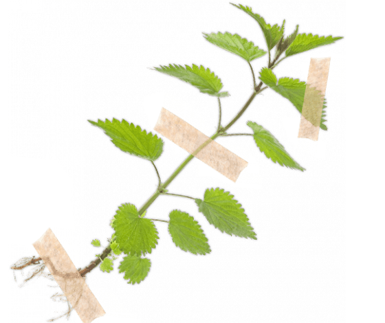 Žihľava