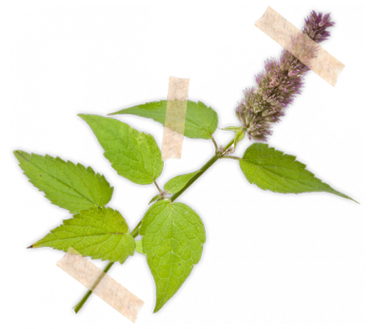 Mäta