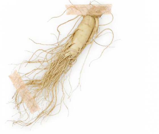 Ženšen pravý