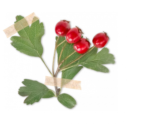 Hloh obyčajný